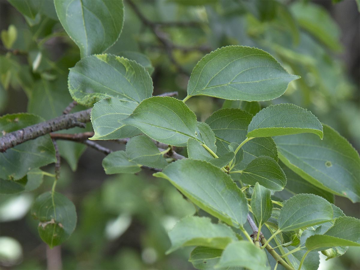 Malus sylvestris